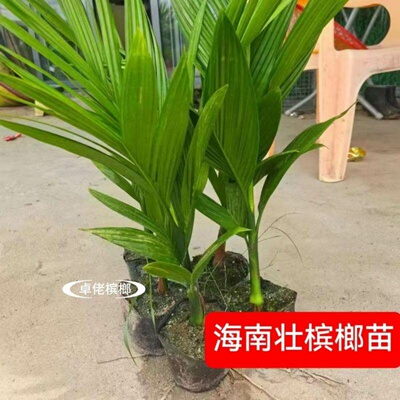 海南琼中槟榔苗小槟榔树乐东槟榔苗直发货产园地大批好苗可来自选