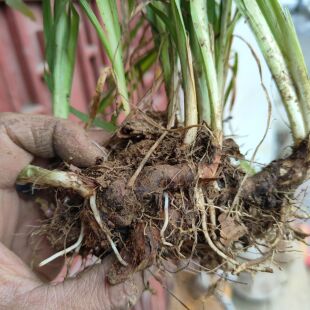 苗家单苞鸢尾仇人不见面夏冬生还阳躲春草解蛊药不见避蛇身一株