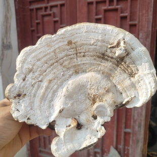 贵州野生白灵芝白林芝玉芝桦剥管菌250g全国包邮