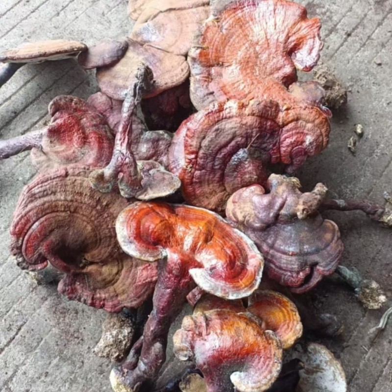 贵州深山灵芝500克灵芝菌林中灵琼珍林芝紫灵芝整枝