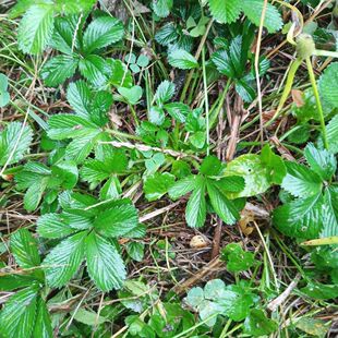 贵州草药五皮风五星草蛇含草五爪龙五叶莓新鲜现挖蛇含委陵菜食用