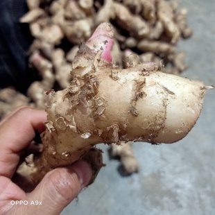 夜寒苏煲汤食材3斤装贵州大姜花草果山姜夜含苏路边姜1斤大姜