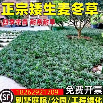 矮麦冬草苗庭院别墅植物
