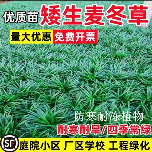 矮麦冬草苗日本玉龙草庭院别墅绿化植物带土细叶耐寒耐旱四季常青