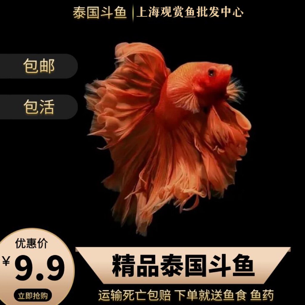 泰国斗鱼活体观赏鱼淡水热带鱼小型半月活鱼小型桌面鱼缸包邮大耳