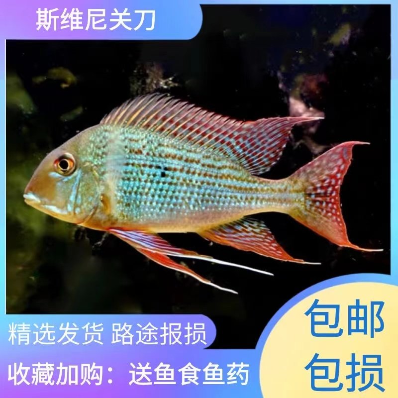 关刀鱼活体南美食土鲷元宝凤凰斯鱼