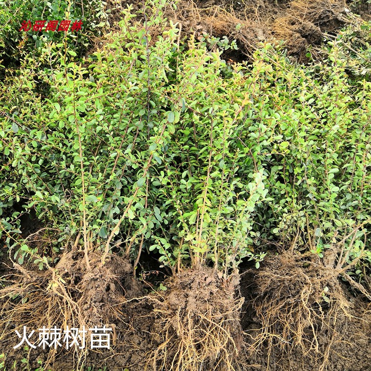 火棘树苗 贴梗海棠 黄刺玫球红