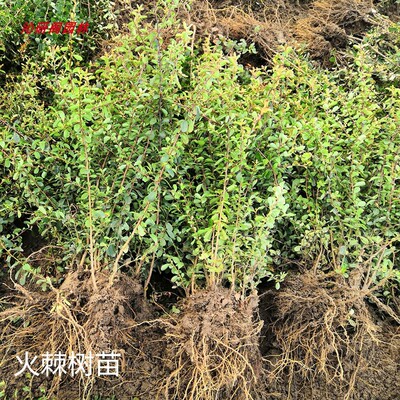 火棘树苗 贴梗海棠 黄刺玫球红叶小檗 带刺植物 庭院围墙防盗绿篱