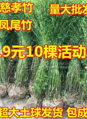 盆栽庭院绿植风景竹子苗