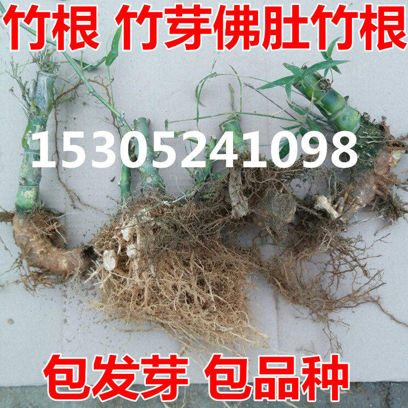 佛肚竹 竹子苗 竹根 竹芽头 紫竹根 青竹根 竹子 盆栽 竹根芽