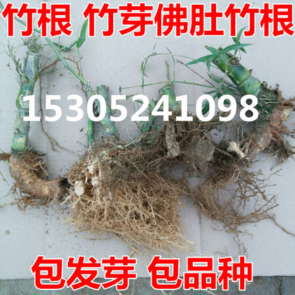 佛肚竹 竹子苗 竹根 竹芽头  紫竹根 青竹根 竹子 盆栽 竹根芽