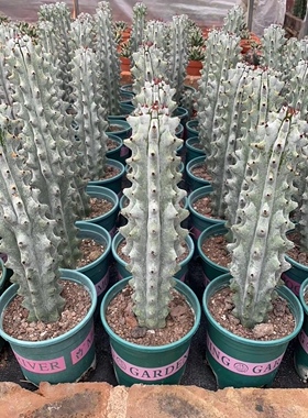 雷斧阁仙人柱稀有仙人柱多肉植物仙人球室内外阳台含盆带土包邮