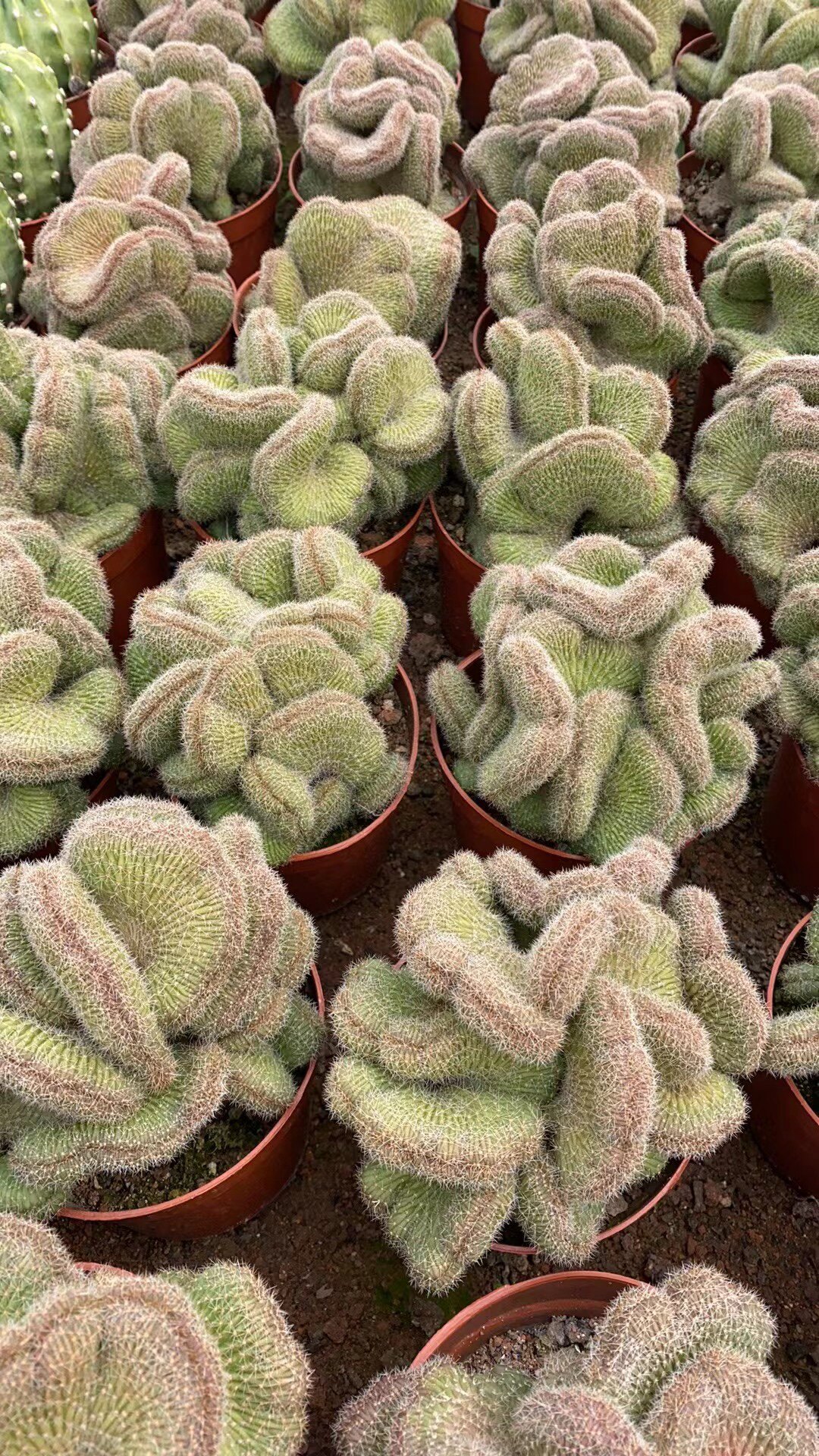 稀少{白檀缀化}开红花室内美观吸收甲醛盆栽植包邮