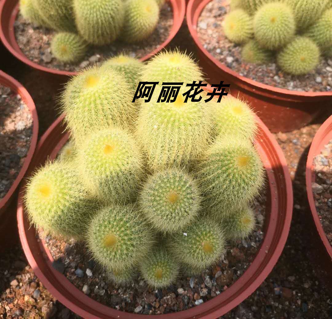 超大群生多头金丝猴仙人球易养办公室内阳台防辐射吸甲醛植物包邮