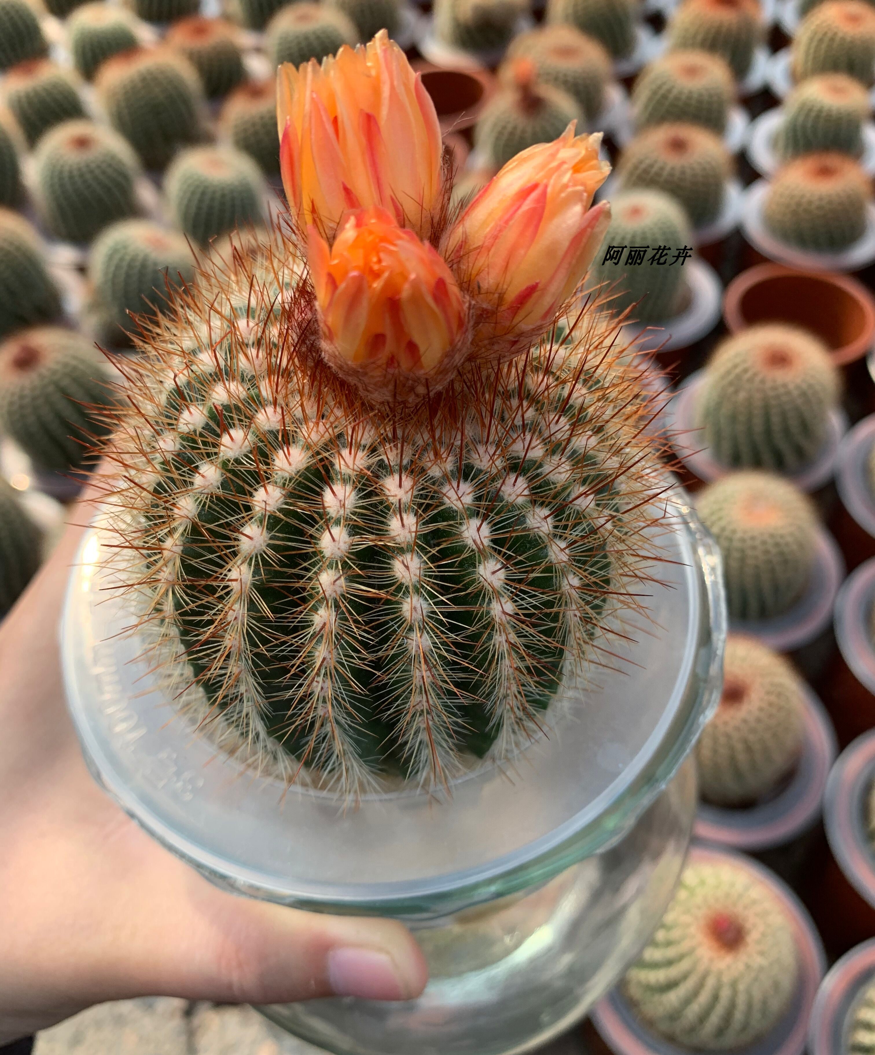 水培系列黑金刚狮子王玉翁仙人球易养室内阳台防辐射绿植含盆包邮