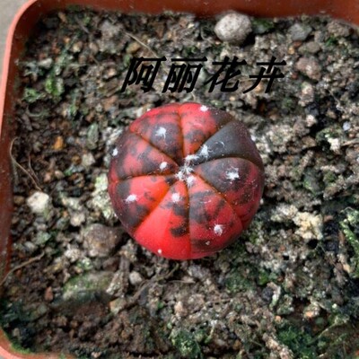 绿植阳台好养含盆带土仙人球包邮