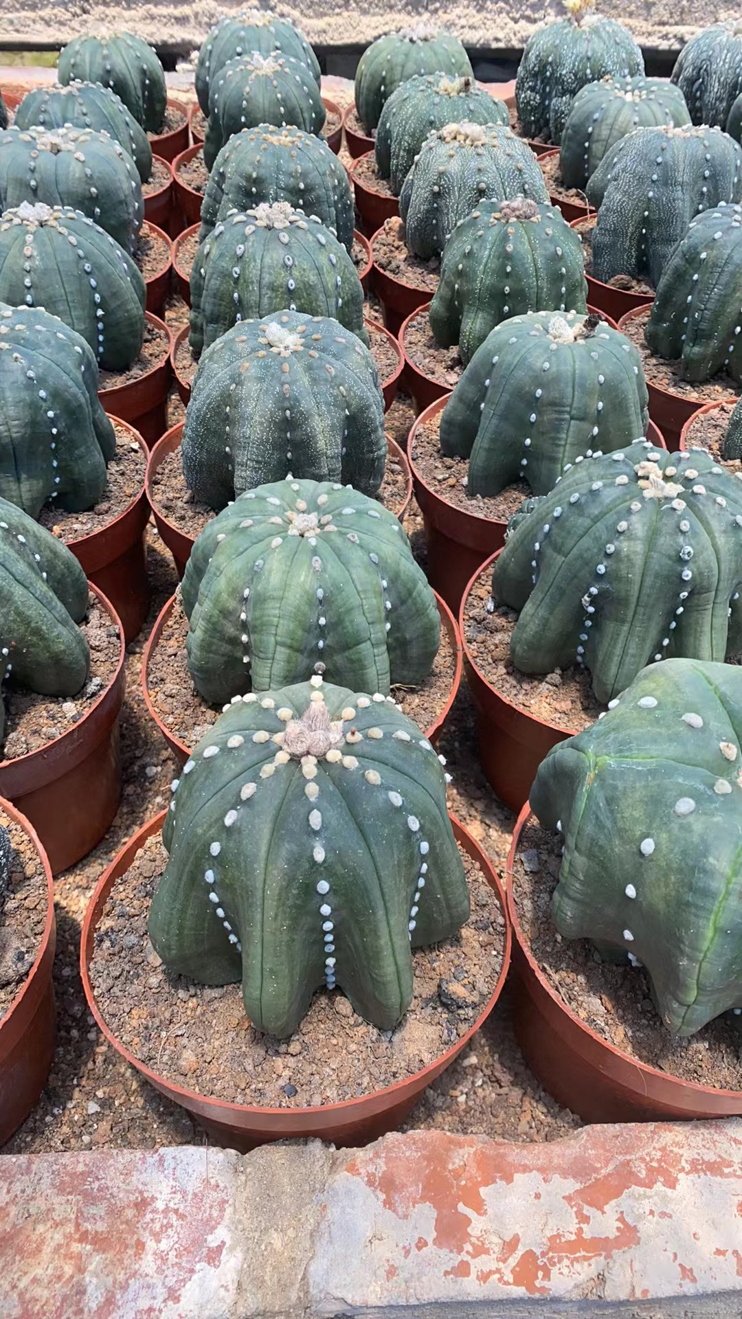 超大稀有紫皮海星兜仙人球室内阳台绿植含盆带土栽好包邮