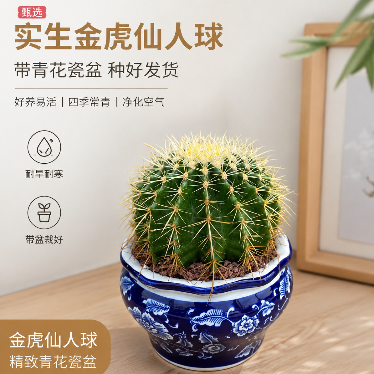 超大实生金虎仙人球含盆带土栽好