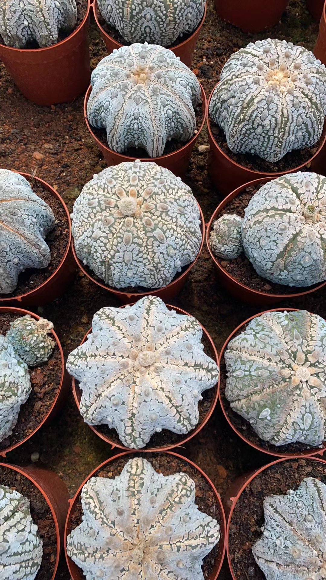 海星兜浓白兜稀有仙人球多肉植物含盆带土栽好包邮