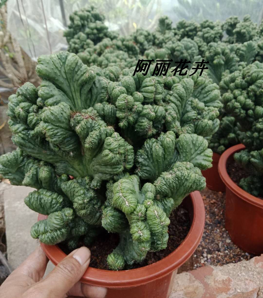 实生新款稀有超大泰国珊瑚影山影含盆带土栽好室内阳台防辐射包邮