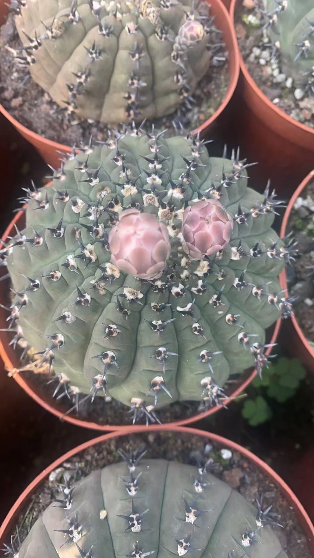 稀有实生黑凤头含盆带土栽好包邮