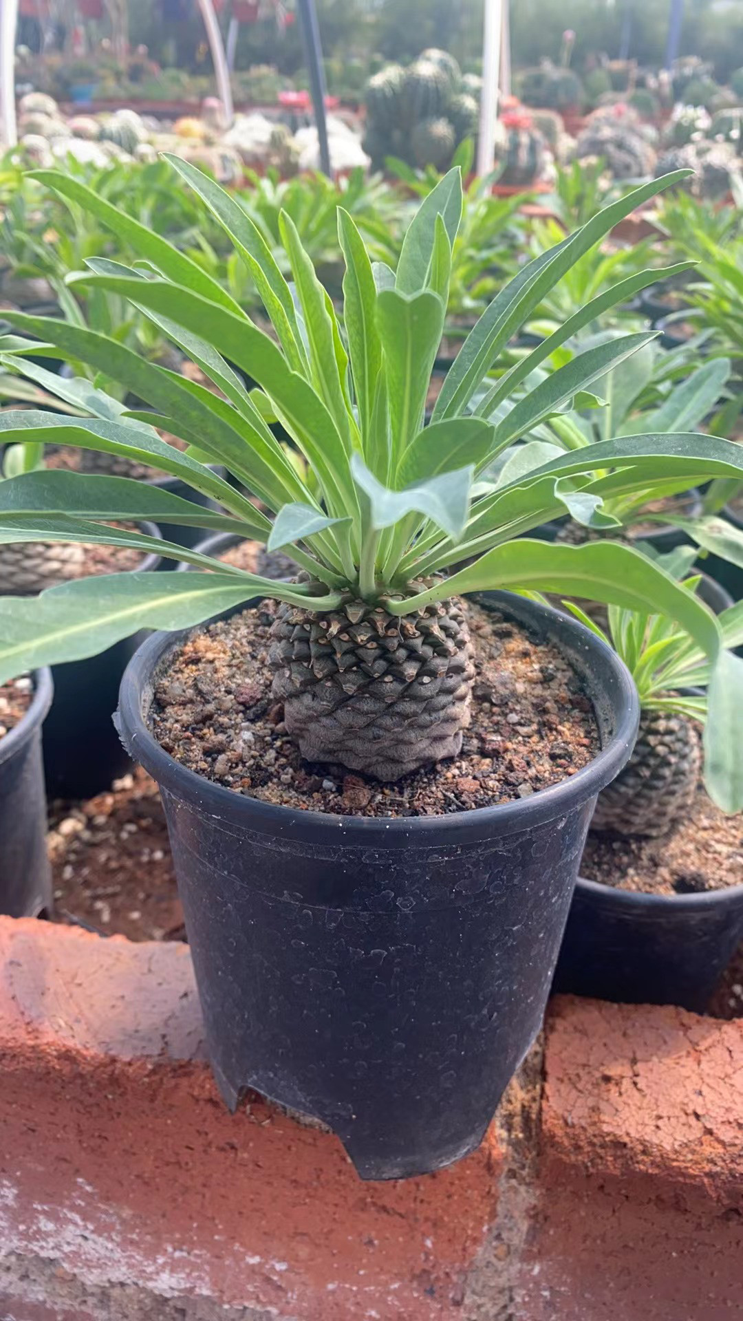 稀有铁甲丸仙人球室内阳台美观含盆带土栽好包邮