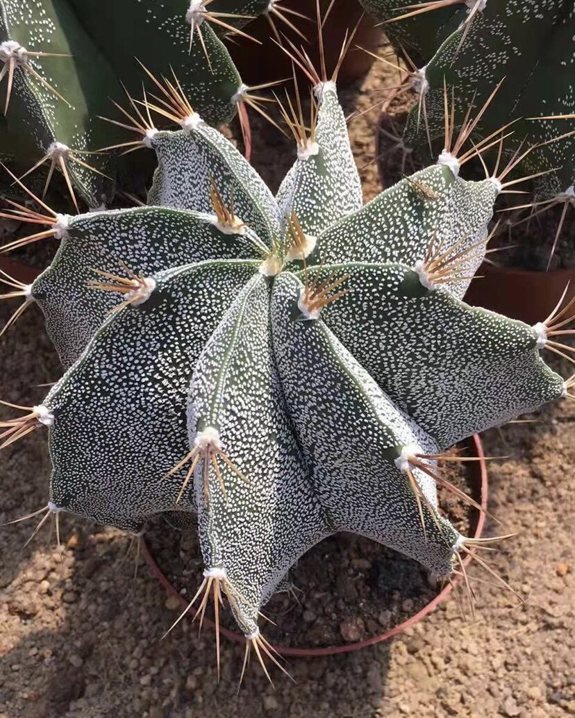 实生般诺仙人球办公室内防辐射绿植含盆带土栽好包邮