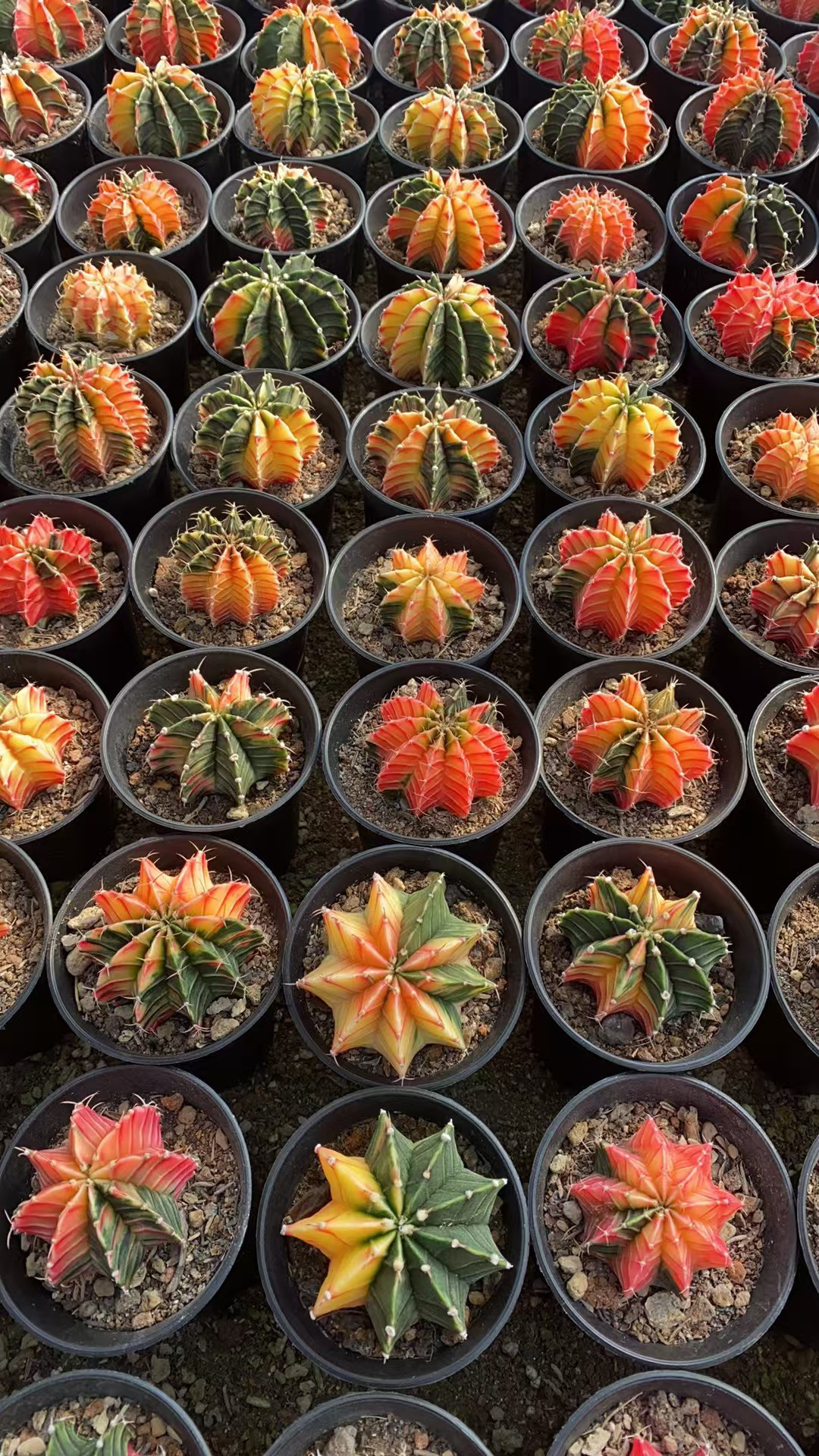 实生肋骨牡丹锦易养开花稀有品种多肉绿植盆栽
