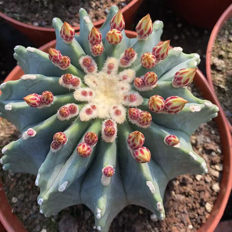 实生无刺王冠龙仙人球易开花室内阳台植物含盆带土栽好包邮