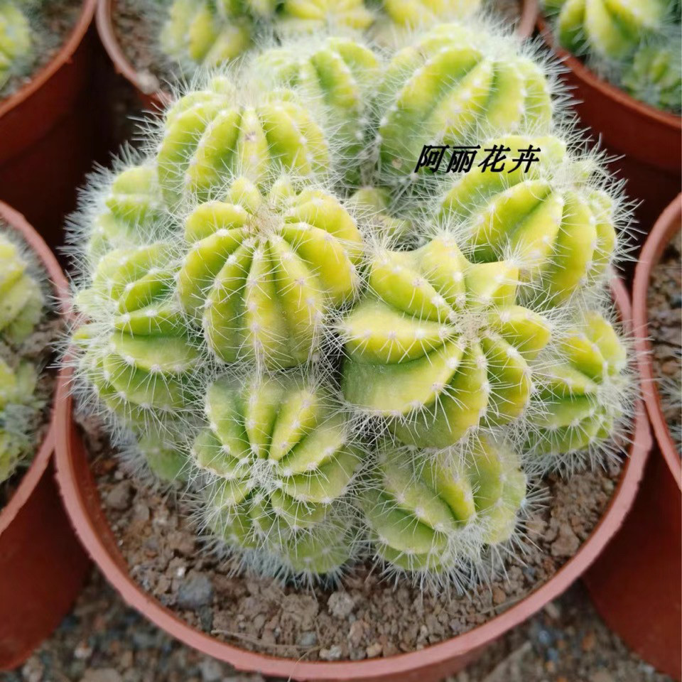 多头银光锦仙人球办公室内阳台防辐射含盆带土栽好包邮