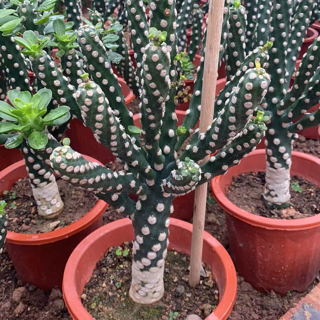无刺霸王鞭 大戟科多肉植物盆栽 阳台仙人掌不扎手桌面