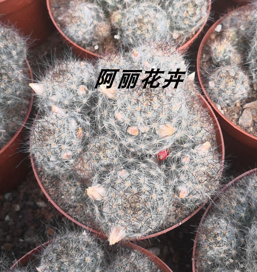 实生新款多头松霞仙人球含盆带土栽好包邮办公室内阳台包邮