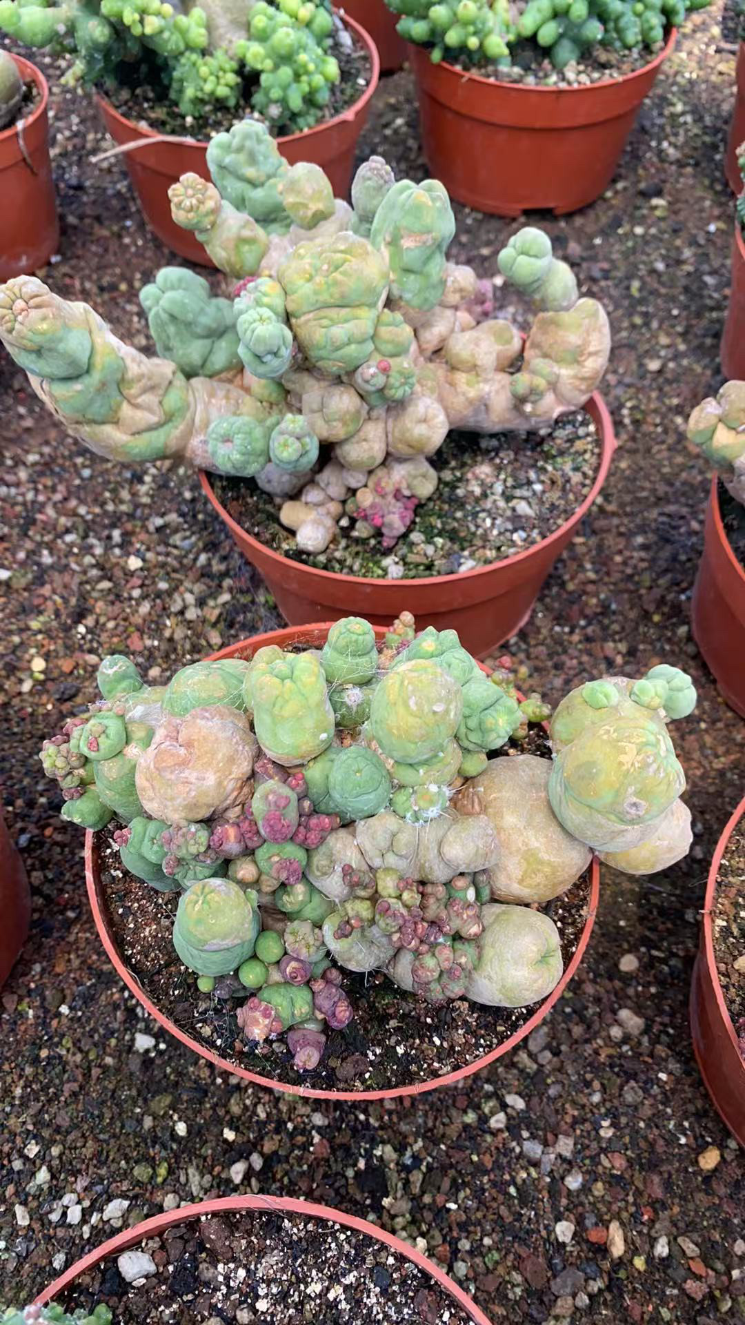 新品如意丸石化仙人球室内阳台植物包邮