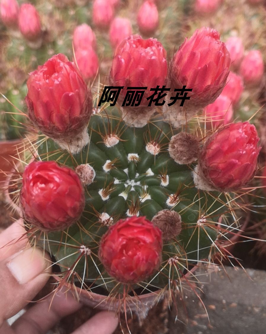 实生红花青王丸仙人球室内阳台易养植物含盆带土栽好包邮