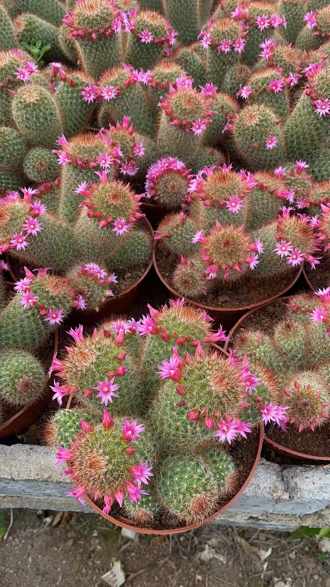实生多头红花锦丸星星丸仙人球开花仙人掌多肉植物室内盆栽