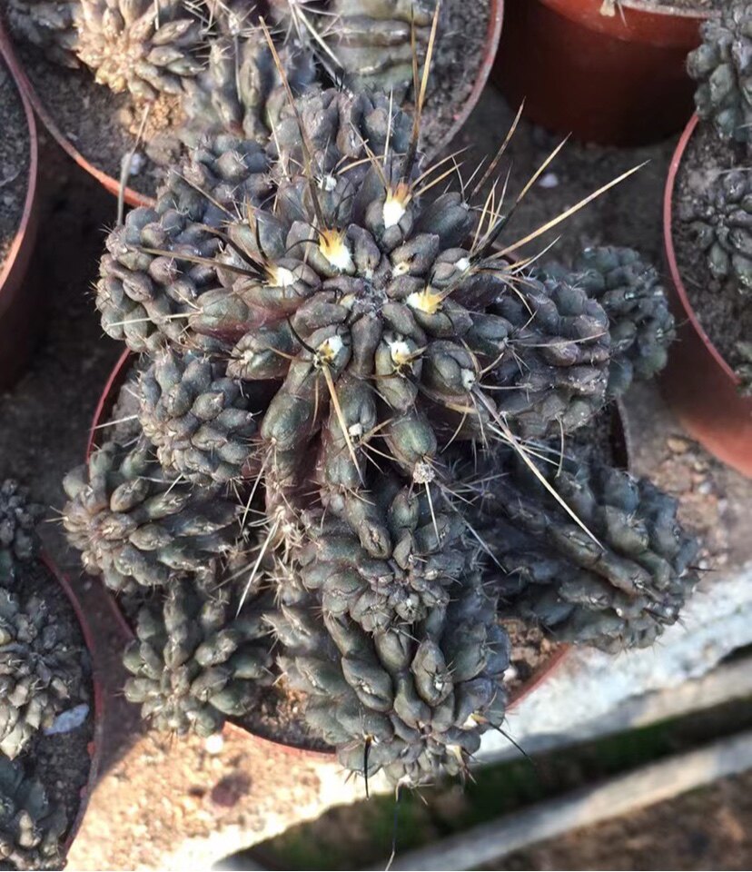 智利球属 长刺疣仙人稀有品种仙人球开花好看黄花有根多肉植物