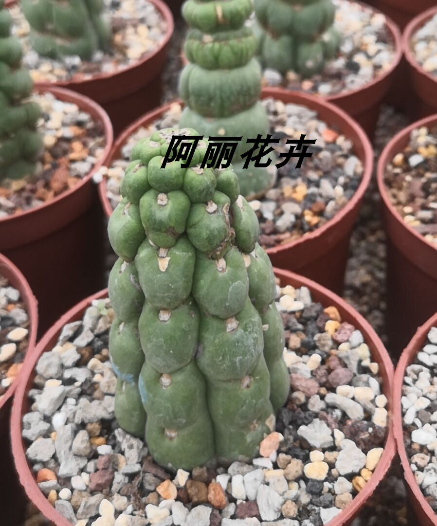稀有绿竹仙人柱螺旋仙人掌室内阳台含盆带土栽好包邮