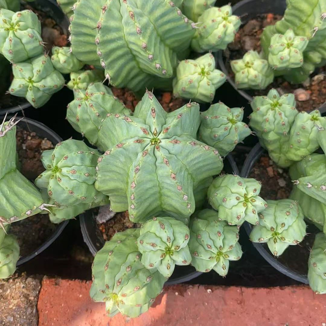 超大侧芽魁伟玉多头群生仙人球盆栽室内室外含盆带土栽好包邮