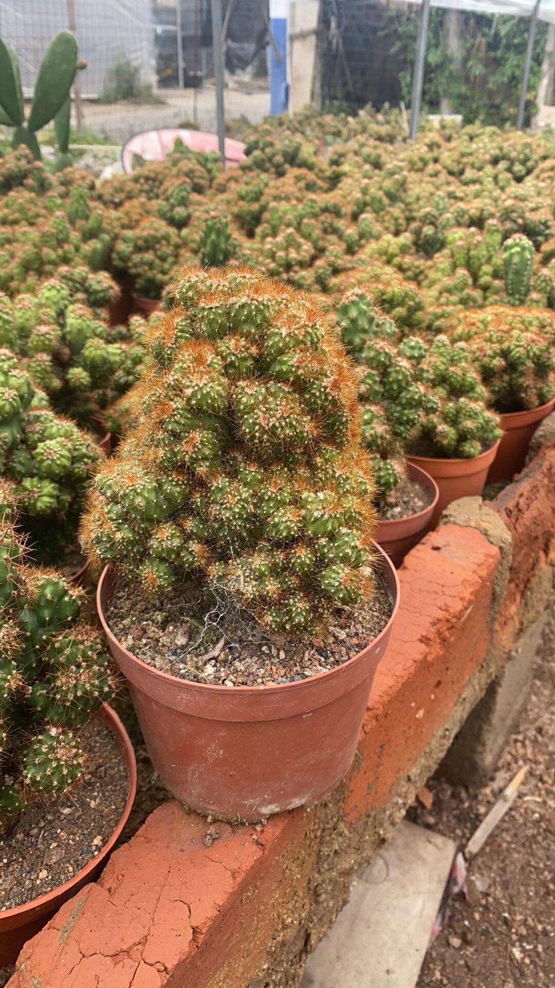 黄金山虎头罗汉山影拳仙人掌类沙生多肉植物虎头山影盆栽花卉