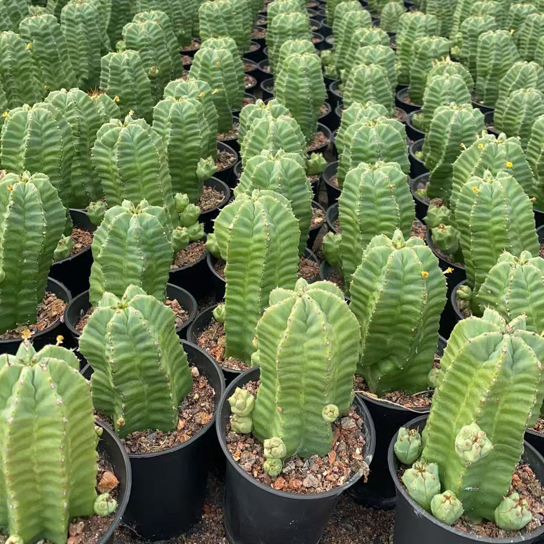 无刺魁伟玉精品仙人球 新手好养沙生开花盆栽多肉易爆崽侧芽