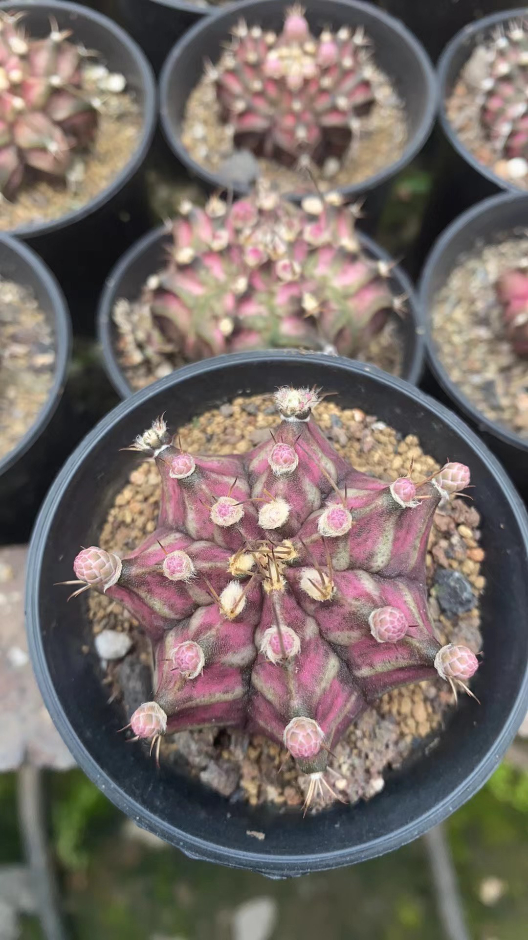 实生海神仙人球新品易开花含盆带土栽好包邮