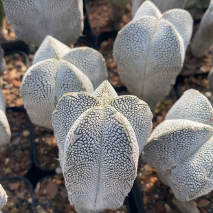 实生恩冢鸾凤玉仙人球多肉植物室内阳台盆栽绿植花卉