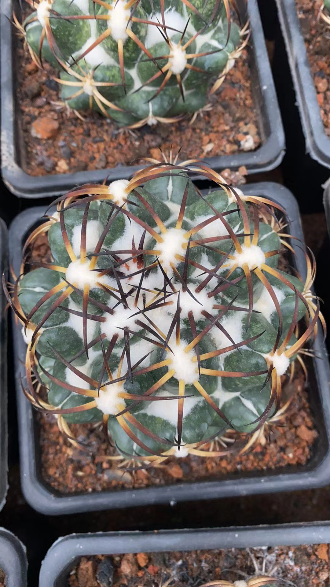 黑刺雪顶象牙稀有品种精品开花好养包邮