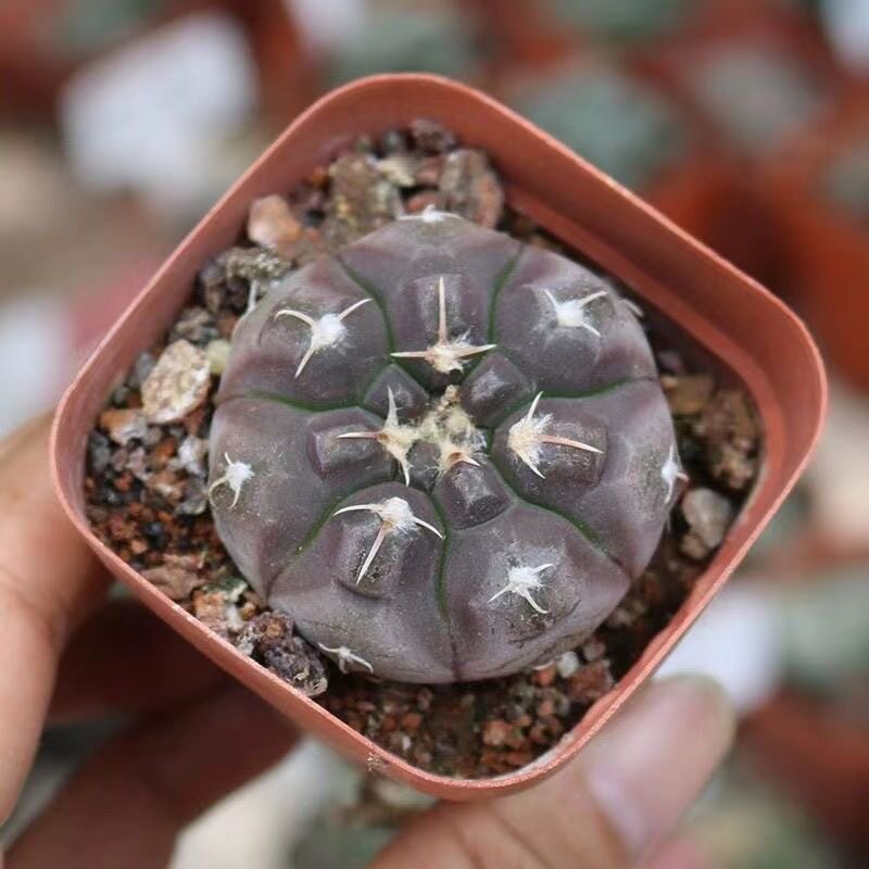 铅皮实生仙人球稀有紫皮趴刺贵货仙人掌多肉植物好养活易度夏盆栽