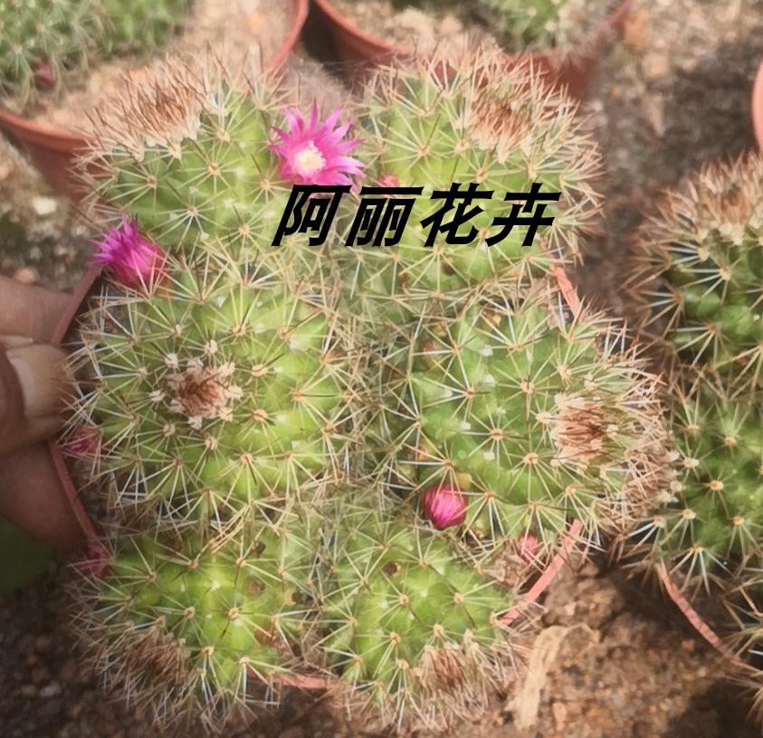 新款实生多头金刚丸仙人球室内阳台含盆带土栽好包邮