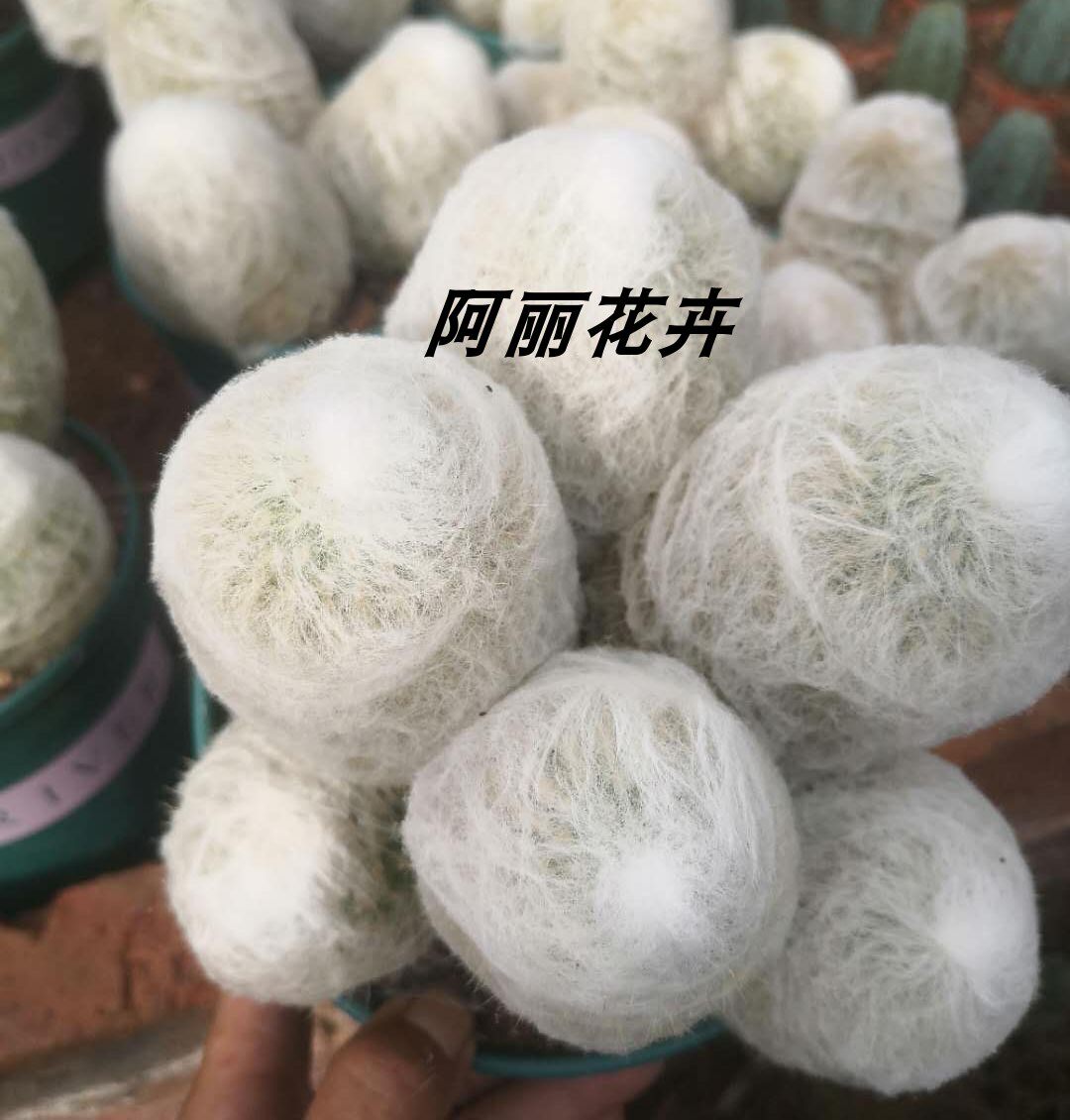超大多头老乐柱仙人球办公室内阳台防辐射绿植含盆带土栽好包邮
