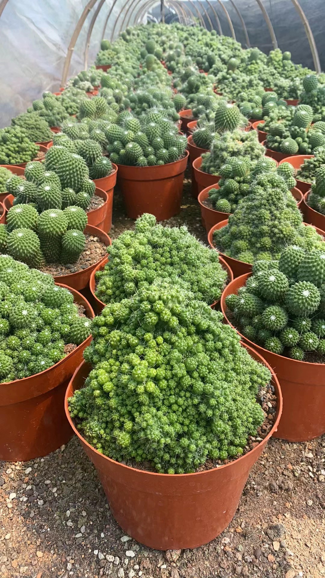 多头白珠仙人球美观室内阳台植物包邮