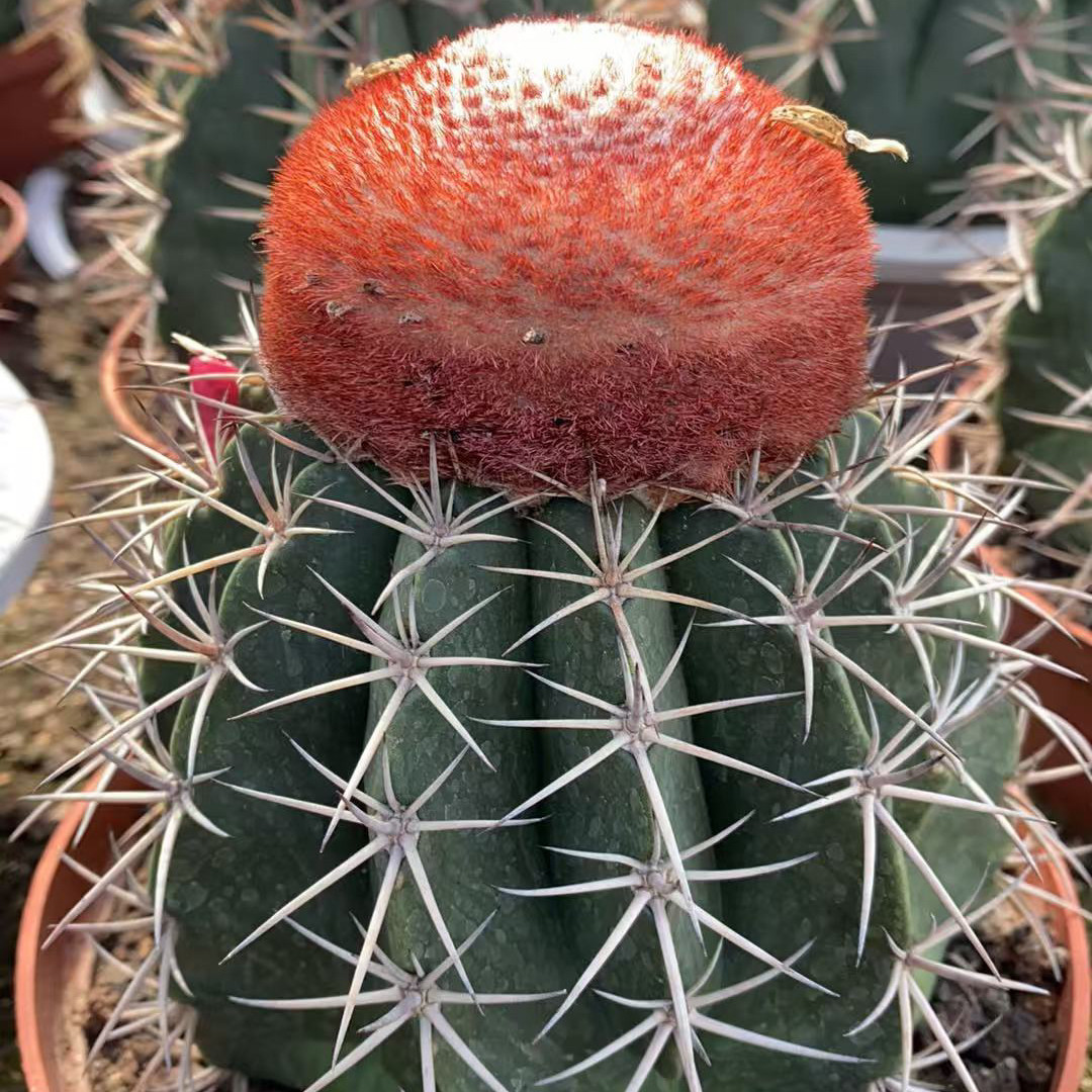 实生超大魔云翠云精品仙人球易养已出云办公室含盆带土栽好