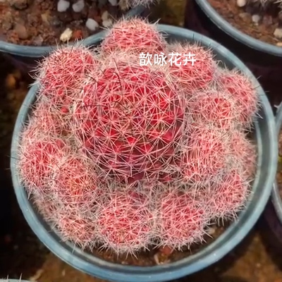 室外含盆带土仙人球包邮