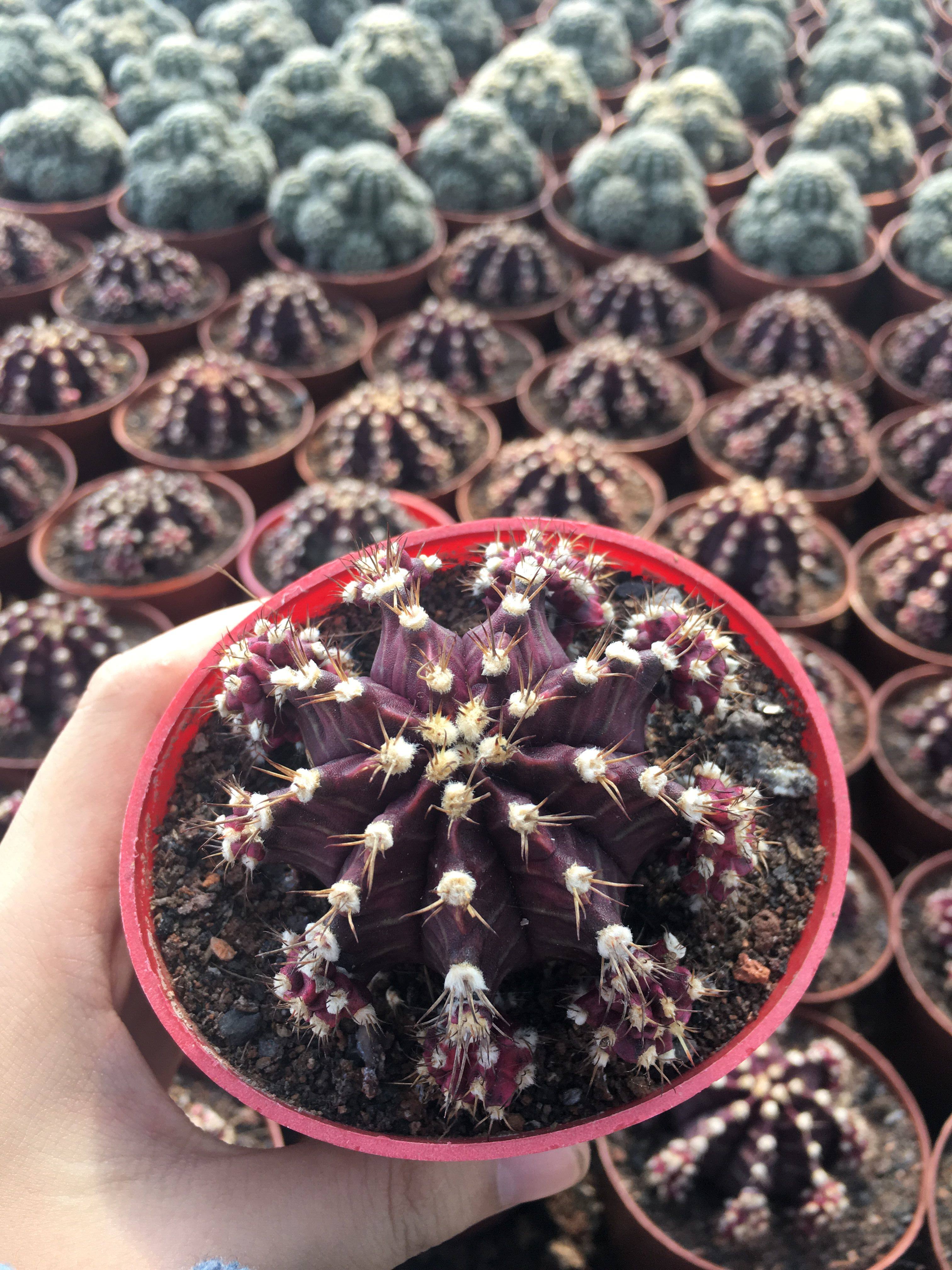 紫牡丹仙人球多肉植物会开花办公室内阳台客厅防辐射易养盆栽包邮